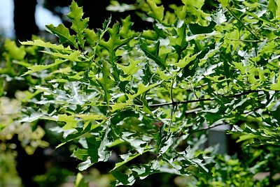 Quercus 'Mauri' - dub Maurův (dub červený x bahenní) - listy