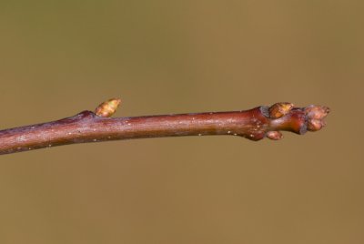 Quercus 'Mauri' - dub Maurův - pupen