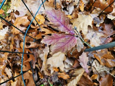 Quercus mongolica - dub mongolský - podzim