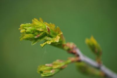 Quercus mongolica var. grosseserrata - dub mongolský