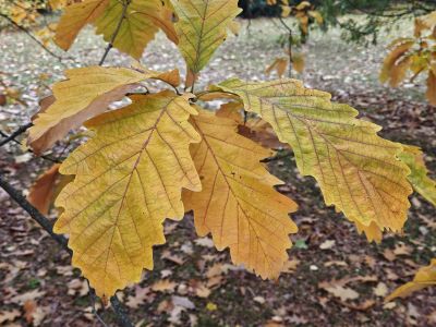 Quercus muehlenbergii - dub Muehlanbergův - podzim