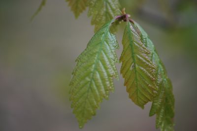 Quercus muehlenbergii - dub Muehlenbergův - jarní listy