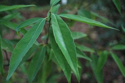 Quercus myrsinifolia - dub bambusový