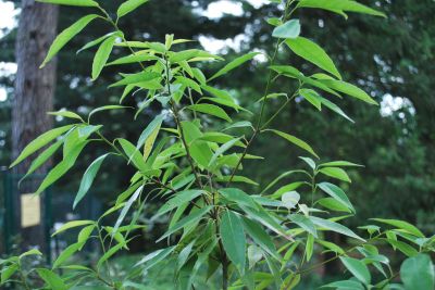 Quercus myrsinifolia - dub bambusový 