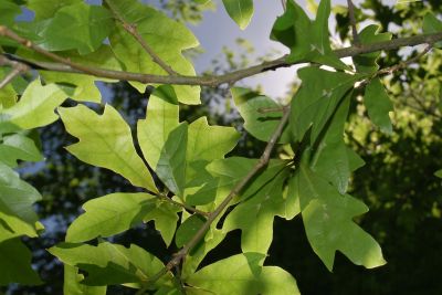 Quercus nigra - dub černý - listy