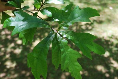 Quercus nigra - dub černý - listy - jaro