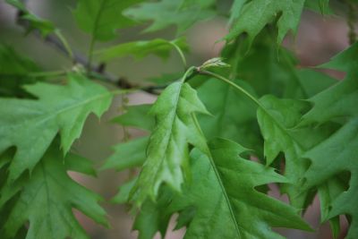 Quercus palustris - dub bahenní - jaro