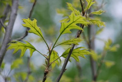 Quercus palustris 'Green Pillar' - dub bahenní