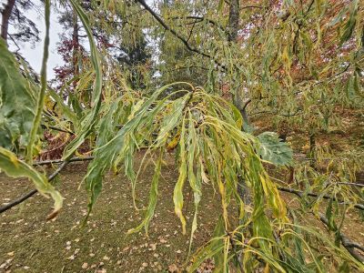 Quercus petraea 'Laciniata' - dub zimní