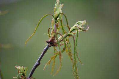 Quercus petraea 'Laciniata' - dub zimní drnák - jaro
