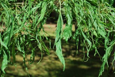 Quercus petraea 'Laciniata' - dub zimní, drnák - listy