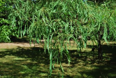 Quercus petraea 'Laciniata' - dub zimní, drnák - olistění