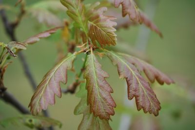Quercus petraea 'Purpurea' - dub zimní (drnák)
