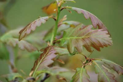 Quercus petraea 'Purpurea' - dub zimní (drnák) - jaro
