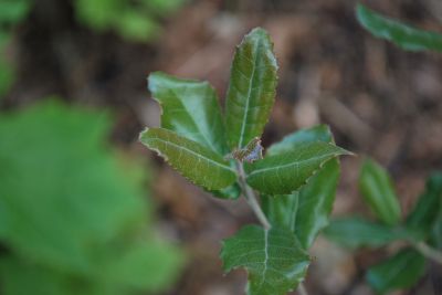 Quercus phillyreoides - dub jasanovcovitý