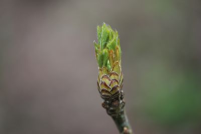 Quercus pontica - dub černomořský