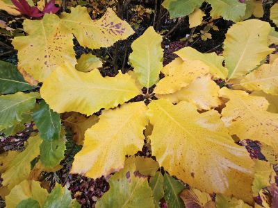Quercus pontica - dub černomořský