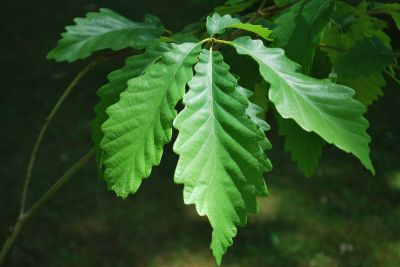Quercus prinus - dub košíčkatý - jaro