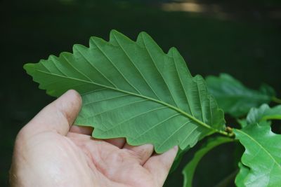 Quercus prinus - dub košíčkatý - list
