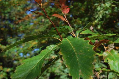 Quercus prinus - dub košíčkatý - podzim   