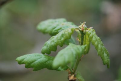 Quercus pubescens 'Cucullata' - dub pýřitý (šípák)