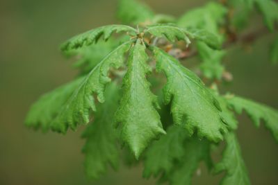 Quercus pubescens - dub pýřitý (šípák)