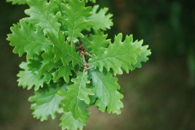 Quercus pubescens - dub pýřitý (šípák)
