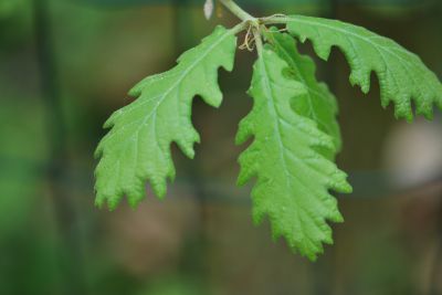 Quercus pubescens - dub pýřitý (šípák) - jaro