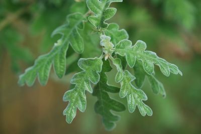 Quercus pyrenaica - dub pyrenejský