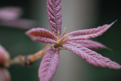 Quercus rhysophylla 'Maya'- dub mexický