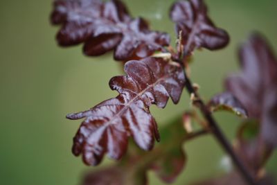 Quercus robur 'Atropurpurea' - dub letní - jarní listy