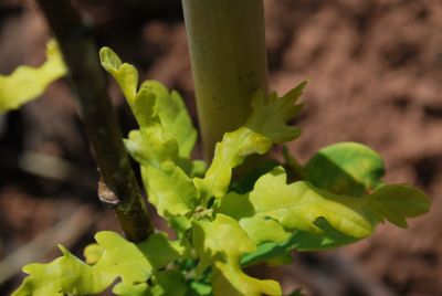 Quercus robur 'Concordia' - dub letní (křemelák)