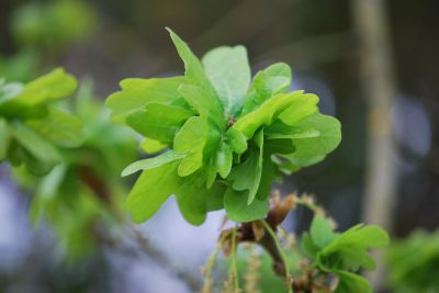 Quercus robur 'Cristata' - dub letní - jaro