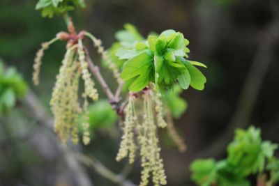 Quercus robur 'Cristata' - dub letní - jaro - květy