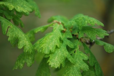 Quercus robur 'Fürst Schwarzenberg' - dub letní - jarní listy