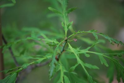 Quercus robur 'Posnania' - dub letní (křemelák)