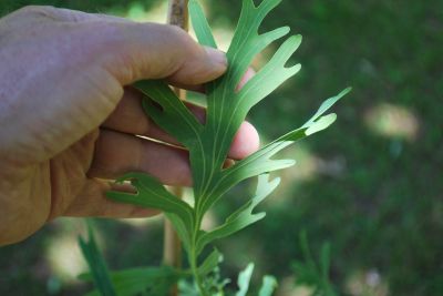 Quercus robur 'Posnania' - dub letní (křemelák) -list rub