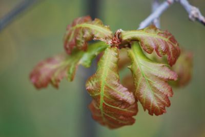 Quercus robur 'Timuki' - dub letní (křemelák)