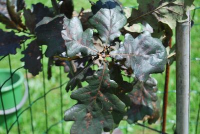 Quercus robur 'Timuki' - dub letní (křemelák)