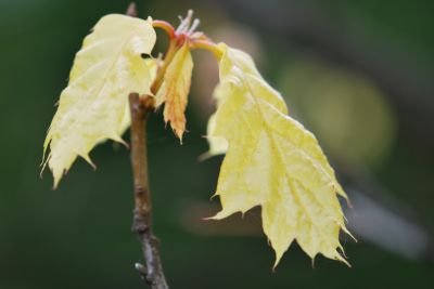 Quercus rubra 'Aurea' - dub červený - jarní listy