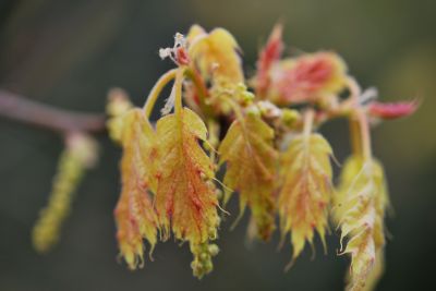 Quercus rubra 'Aurea' - dub červený - jaro
