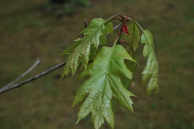 Quercus rubra - dub červený - jarní listy