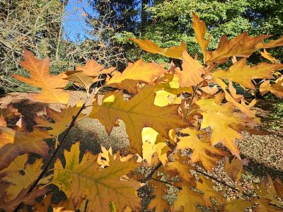 Quercus × rudkini - kříženec dubu marylandského a vrbolistého - podzim