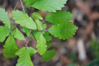 Quercus serrata - dub žlázonosný