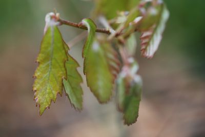 Quercus serrata - dub žlázonosný - jaro