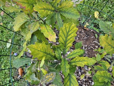 Quercus serrata - dub žlázonosný - podzim