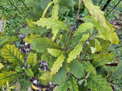 Quercus serrata - dub žlázonosný - podzim 