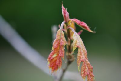 Quercus shumardii - dub shumardii