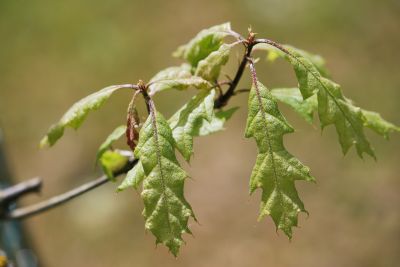 Quercus shumardii - dub shumardii