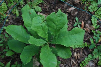 Quercus stellata - dub hvězdovitý